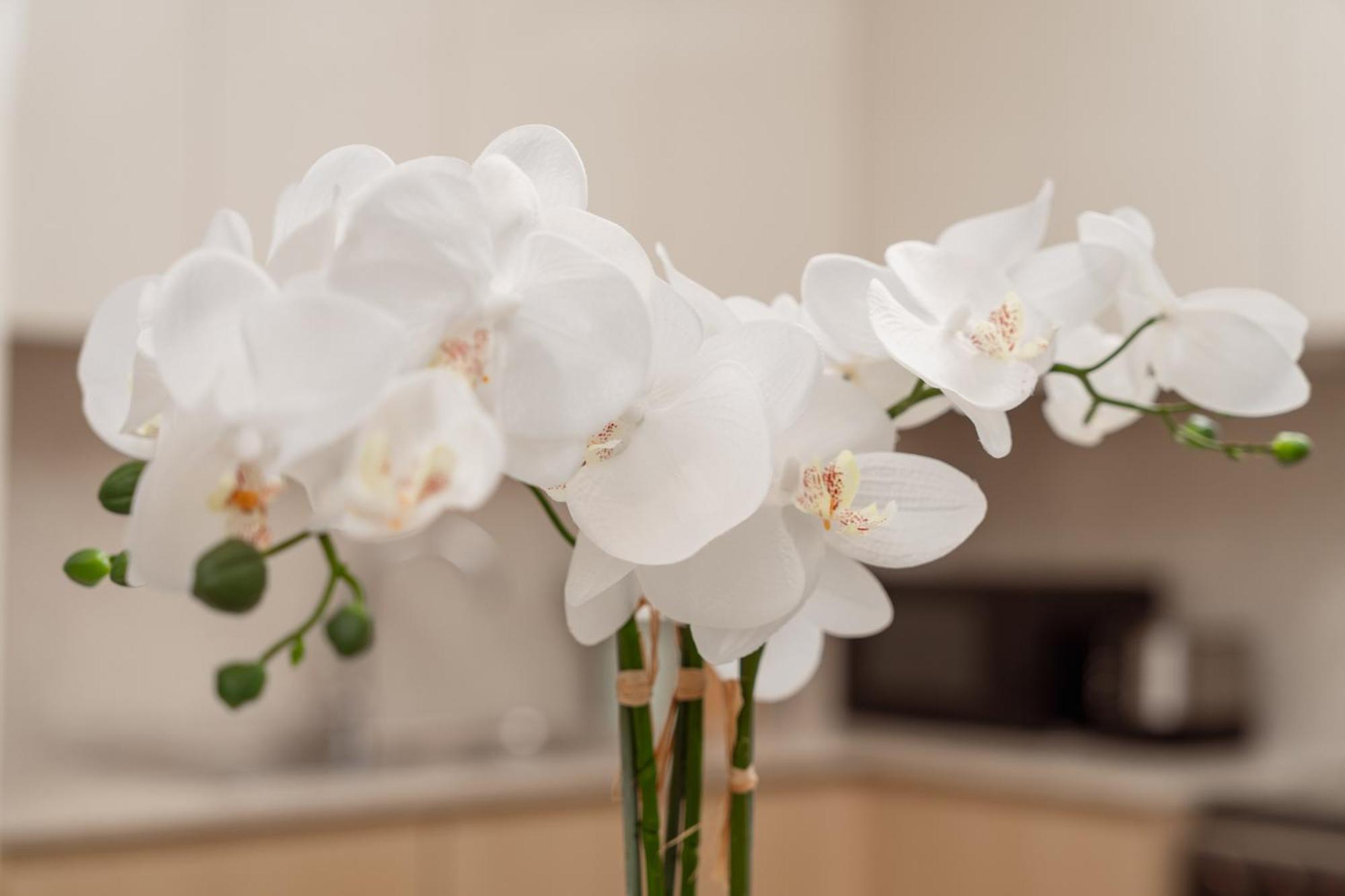 Prime Retreats @ Burj Royale By Emaar Apartment Dubai Phòng bức ảnh